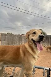 Lost Male Dog last seen Centers, Midland, TX 79703
