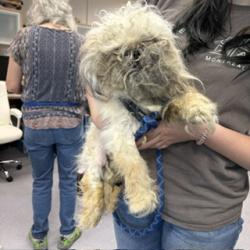 Shelter Stray Female Dog last seen Lake Merritt, Oakland, CA, 1101 29th Ave, Oakland, CA 94601, USA