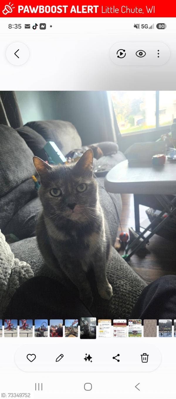Lost Female Cat last seen Near park ave little chute, Little Chute, WI 54140