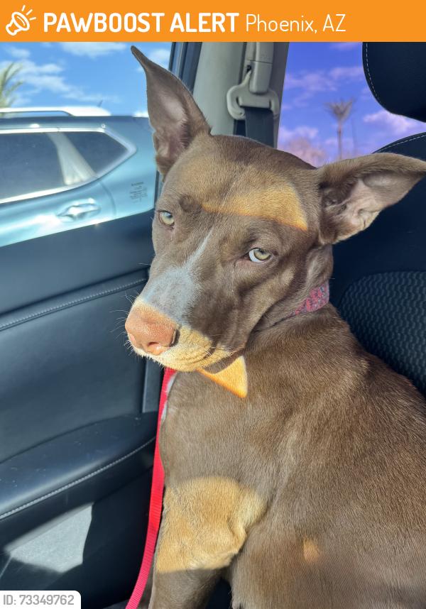 Found/Stray Female Dog last seen washington st & 40th st, Phoenix, AZ 85003