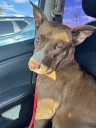 Found/Stray Female Dog last seen washington st & 40th st, Phoenix, AZ 85003