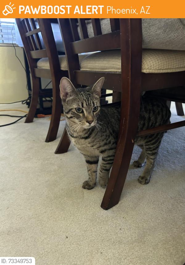 Found/Stray Male Cat last seen North 26 th avenue and thunderbird rd, Phoenix, AZ 85023