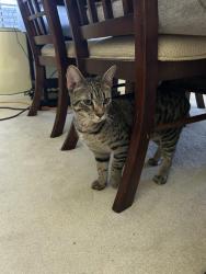 Found/Stray Male Cat last seen North 26 th avenue and thunderbird rd, Phoenix, AZ 85023