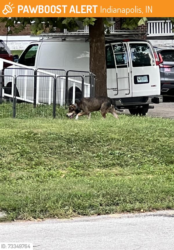 Found/Stray Unknown Dog last seen Allen Ave and Troy, Indianapolis, IN 46203
