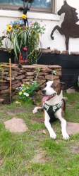 Reunited Male Dog last seen Starting point Hwy 326, Levy County, FL 32668