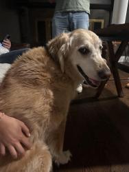Reunited Male Dog last seen Cold Spring Harbor Fish Hatchery, Cold Spring Harbor, NY 11724