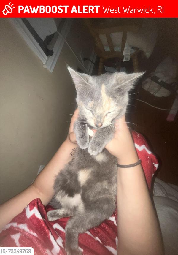 Lost Female Cat last seen Harris ave, West Warwick, RI 02893