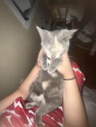 Lost Female Cat last seen Harris ave, West Warwick, RI 02893