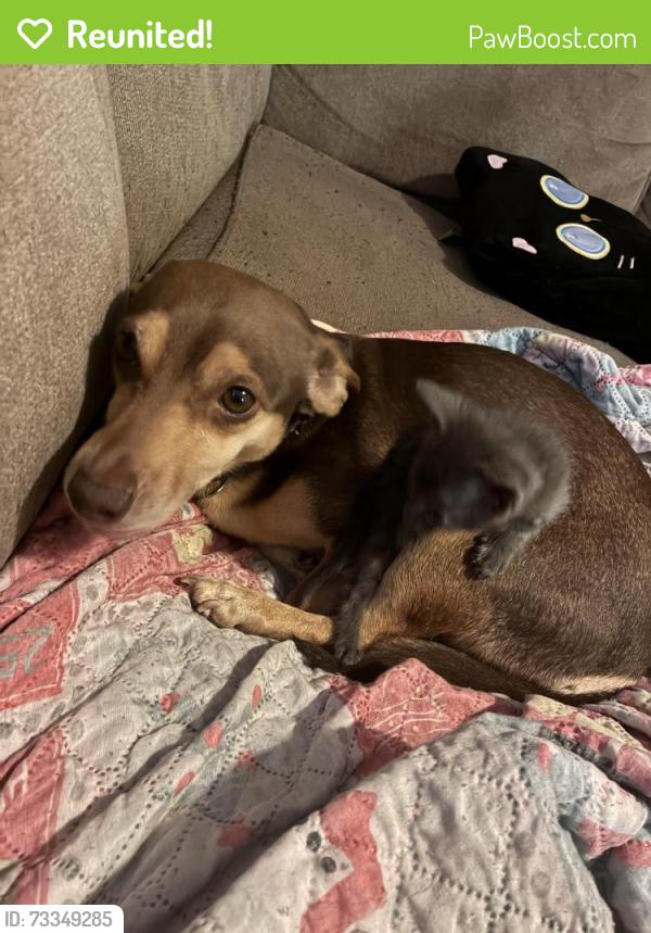 Reunited Female Dog last seen Near Burnett blvd Wilmington Nc 28401, Wilmington, NC 28401