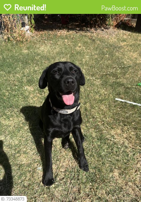 Reunited Female Dog last seen C street in Rio Linda, Rio Linda, CA 95673