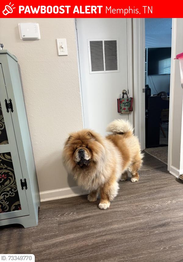 Lost Male Dog last seen Big Orange Rd., Memphis, TN 38018