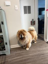 Lost Male Dog last seen Big Orange Rd., Memphis, TN 38018