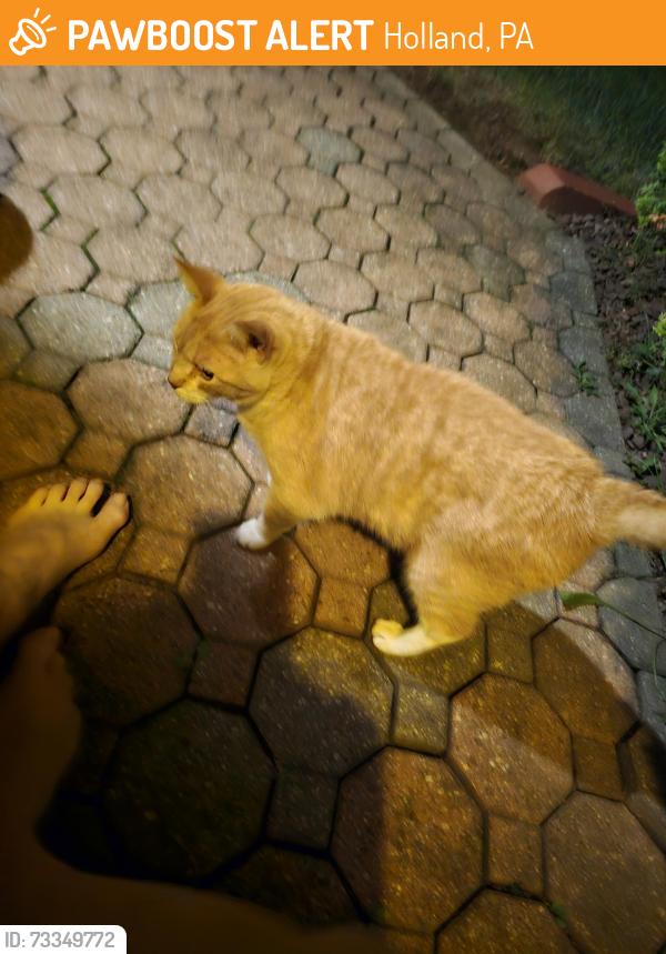 Found/Stray Unknown Cat last seen Mulberry drive and south Timber drive, Holland, PA 18966