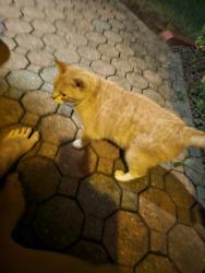 Found/Stray Unknown Cat last seen Mulberry drive and south Timber drive, Holland, PA 18966