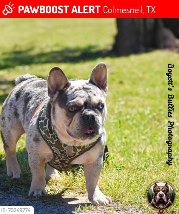Lost Male Dog last seen CR 3900, Colmesneil, TX 75938