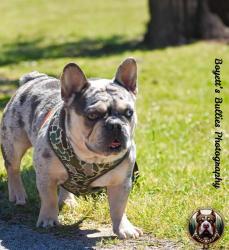 Lost Male Dog last seen CR 3900, Colmesneil, TX 75938