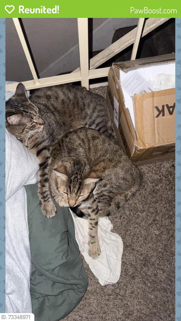Reunited Male Cat last seen Oso and Cohasset, Los Angeles, CA 91306