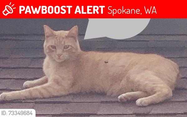 Lost Male Cat last seen North Northview Ct. and Northview Rd, Near Cedar Rd., Spokane, WA 99208