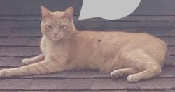 Lost Male Cat last seen North Northview Ct. and Northview Rd, Near Cedar Rd., Spokane, WA 99208