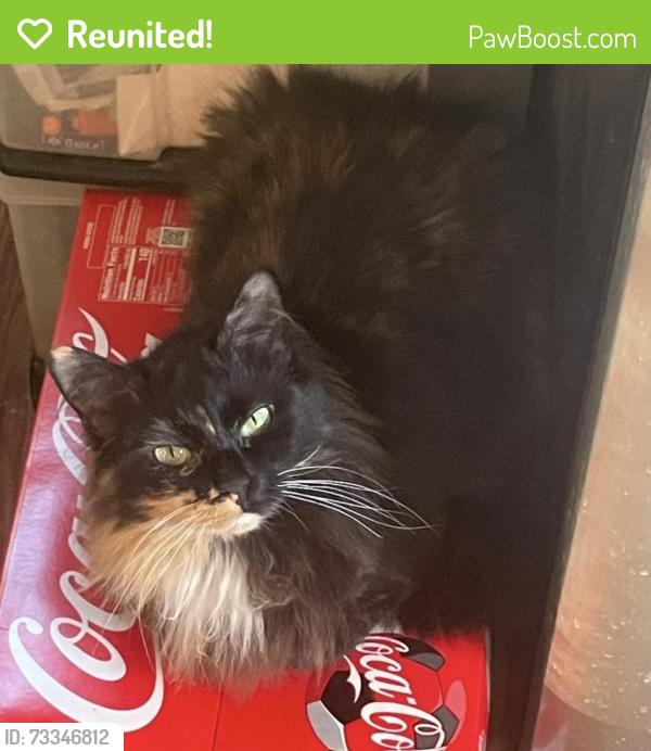 Reunited Female Cat last seen Last seen on corner of 32nd and Holland, Erie, PA 16504