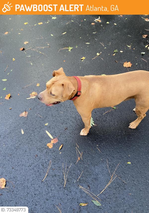 Found/Stray Male Dog last seen St james church, Atlanta, GA 30342
