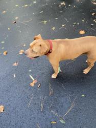Found/Stray Male Dog last seen St james church, Atlanta, GA 30342