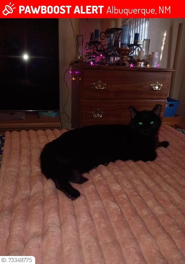 Lost Male Cat last seen Singing Arrow Ave SE & Dorado, Albuquerque, NM 87123