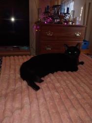 Lost Male Cat last seen Singing Arrow Ave SE & Dorado, Albuquerque, NM 87123
