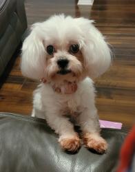 Lost Female Dog last seen Angus Valley, Wesley Chapel, FL 33544