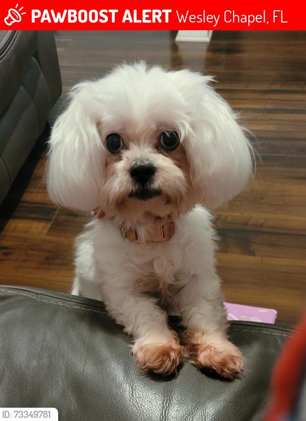 Lost Female Dog last seen Angus Valley, Wesley Chapel, FL 33544