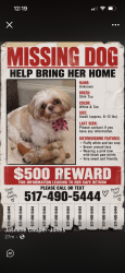 Lost Female Dog last seen Grandriver, Detroit, MI 48223