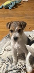 Reunited Female Dog last seen Crowders mountain golf course, Gastonia, NC 28052
