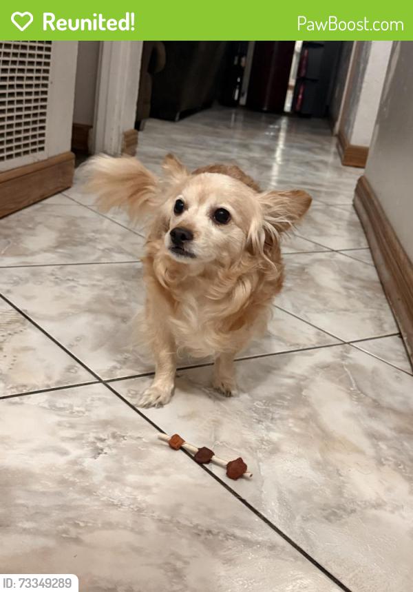 Reunited Female Dog last seen Near Maertin ln, Fullerton, CA 92831