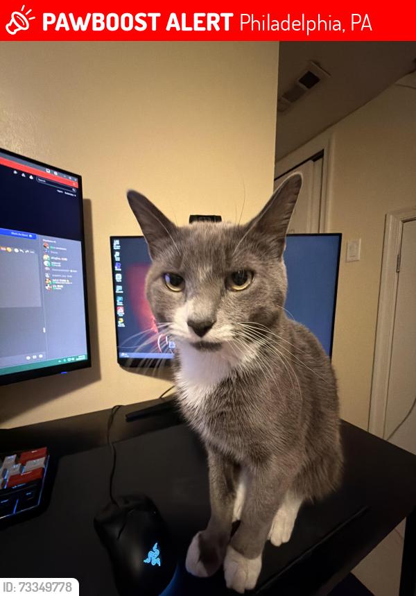 Lost Male Cat last seen Cottman and Lynford St, Philadelphia, PA 19149