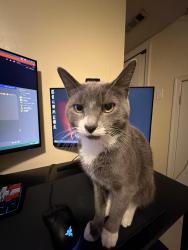 Lost Male Cat last seen Cottman and Lynford St, Philadelphia, PA 19149