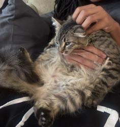 Lost Female Cat last seen Near Mioland and Northridge, View Park-Windsor Hills, CA 90043