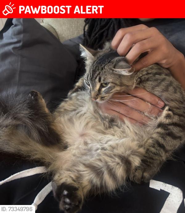 Lost Female Cat last seen Near Mioland and Northridge, View Park-Windsor Hills, CA 90043