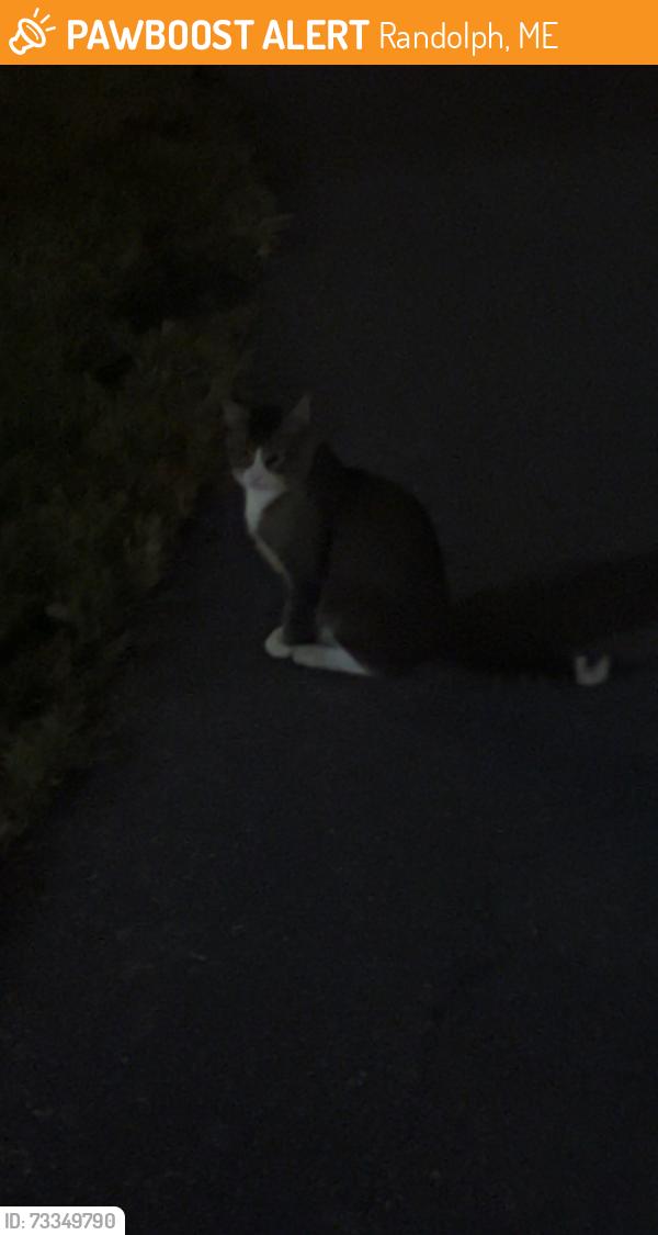 Found/Stray Unknown Cat last seen Near Birmingham road, Randolph, ME 04346