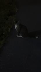 Found/Stray Unknown Cat last seen Near Birmingham road, Randolph, ME 04346