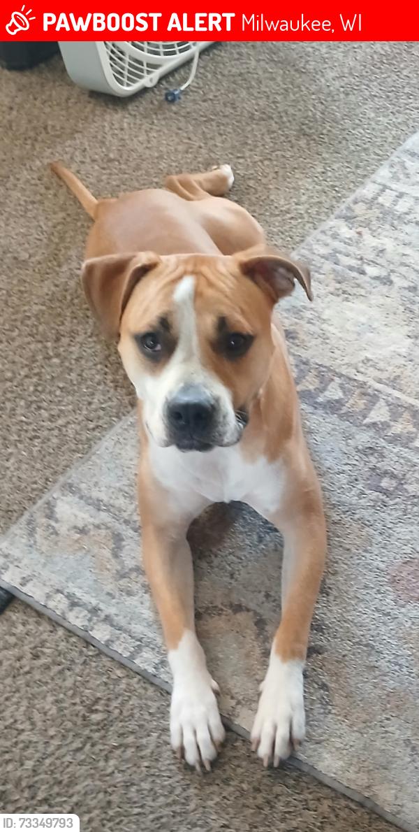 Lost Male Dog last seen forest home and lincoln ave, Milwaukee, WI 53215