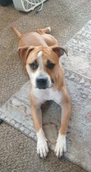 Lost Male Dog last seen forest home and lincoln ave, Milwaukee, WI 53215