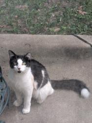 Found/Stray Unknown Cat last seen Hunt Club, Auburn Hills, MI 48326