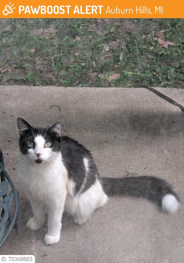 Found/Stray Unknown Cat last seen Hunt Club, Auburn Hills, MI 48326