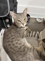 Reunited Male Cat last seen Thomas and 70th, Scottsdale, AZ 85251