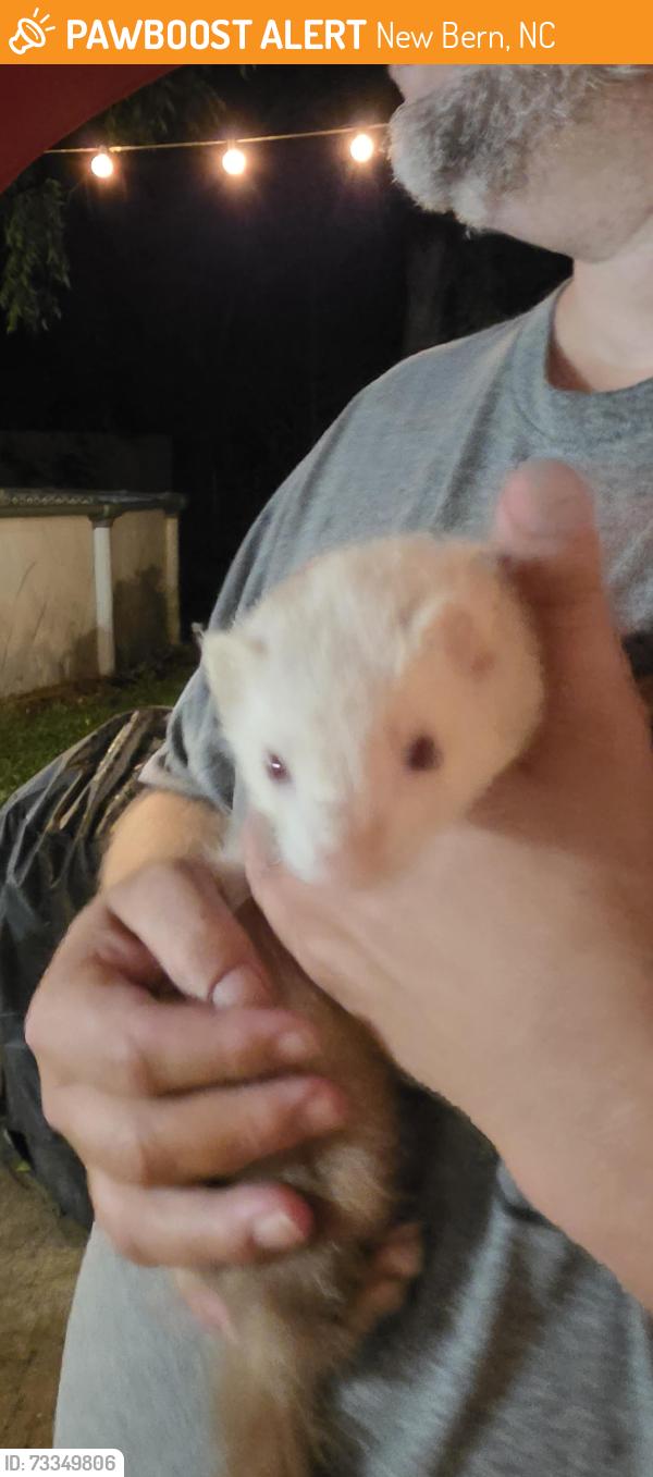 Found/Stray Unknown Ferret last seen E Thurman Rd, New Bern, NC 28560