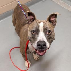 Shelter Stray Female Dog last seen , 2608 Center St, Tacoma, WA 98409, USA