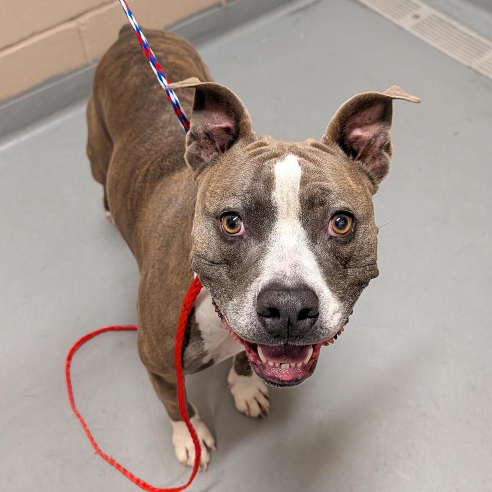 Shelter Stray Female Dog last seen , 2608 Center St, Tacoma, WA 98409, USA