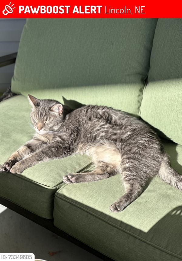 Lost Male Cat last seen 90th & Truchard Rd, Lincoln, NE 68526