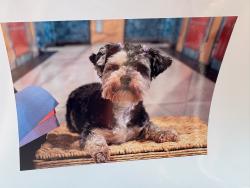 Reunited Female Dog last seen Running towards legacy park clbh. From Wright drive mechanicsburg., Mechanicsburg, PA 17055
