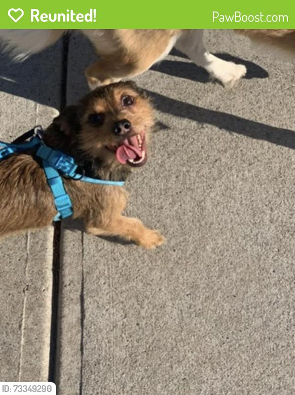 Reunited Male Dog last seen Rabbits Run and Jeff Davis Drive, Fayetteville, GA 30214